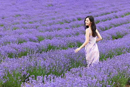 薰衣草花田奔跑的女性图片