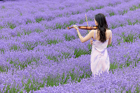 薰衣草花田里拉小提琴的女性图片