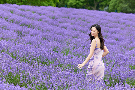 新疆赛里木湖薰衣草花田里散步的女性背景