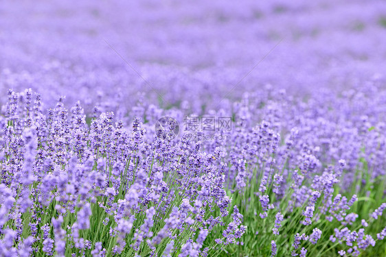 紫色薰衣草花海图片