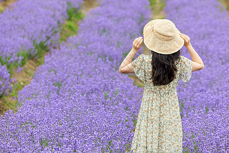 薰衣草花田里戴草帽的女性背影高清图片