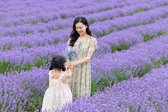 小女孩给母亲送一把薰衣草花束图片