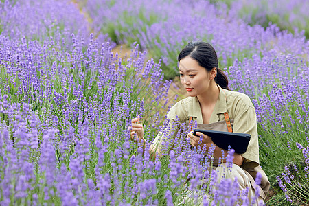 女性手拿平板电脑站在薰衣草花田图片