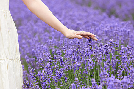 白裙女性手抚薰衣草特写图片