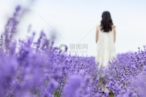 薰衣草花田散步的女性背影图片