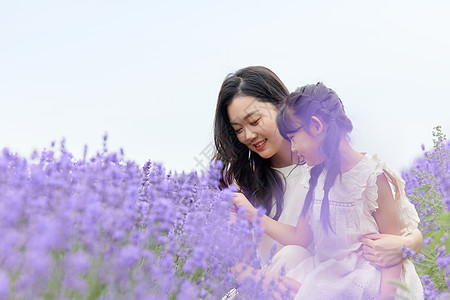 夏季旅行母女在薰衣草花田体验背景