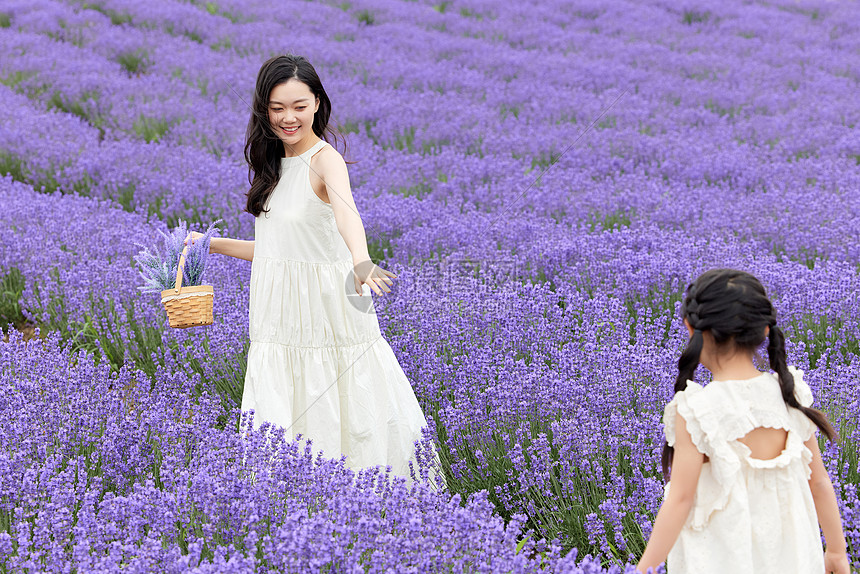 母女在薰衣草花田游玩图片