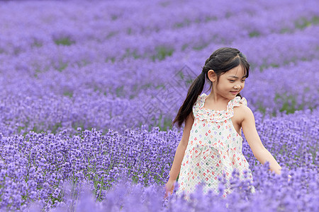 夏季旅行小女孩在薰衣草花丛中行走背景