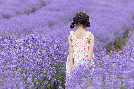 夏日乘凉小女孩薰衣草花园里小女孩背影背景