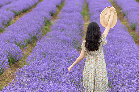 清新夏日花草薰衣草花田游玩的女性背影背景