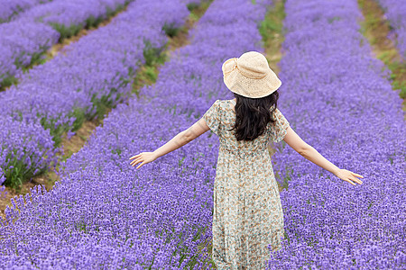 夏日公主裙薰衣草花田的女性背影背景