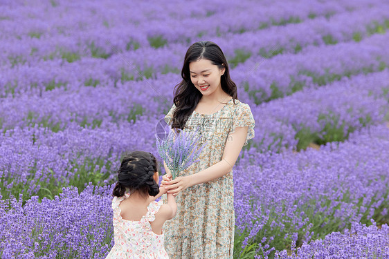 女儿给母亲送一束薰衣草图片