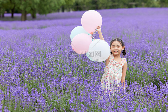 小女孩手拿气球在薰衣草花田玩耍图片