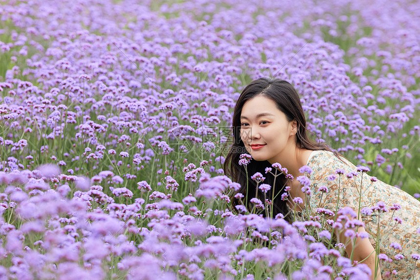 马鞭草花丛中的美女图片