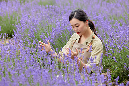 培育薰衣草的女性园丁虚拟操作图片