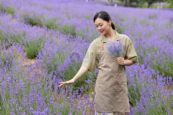 女性园丁手拿一束薰衣草图片