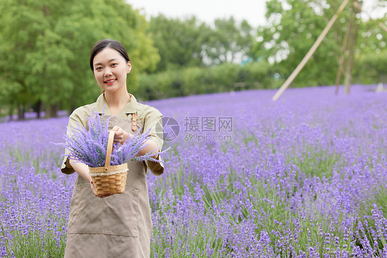 穿着围裙培育薰衣草的女性园丁形象图片