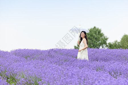 夏天清凉撑着阳伞走在薰衣草花田的女性背景