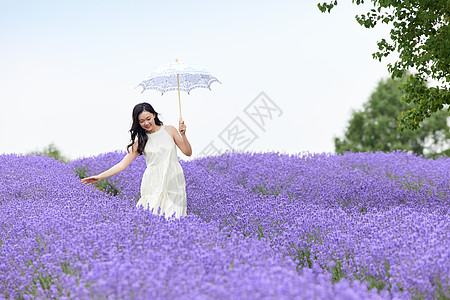 清爽夏日在薰衣草花田散步的美丽女性背景