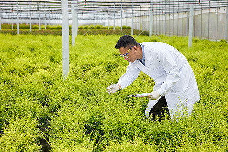 植物种植园里的记录员图片