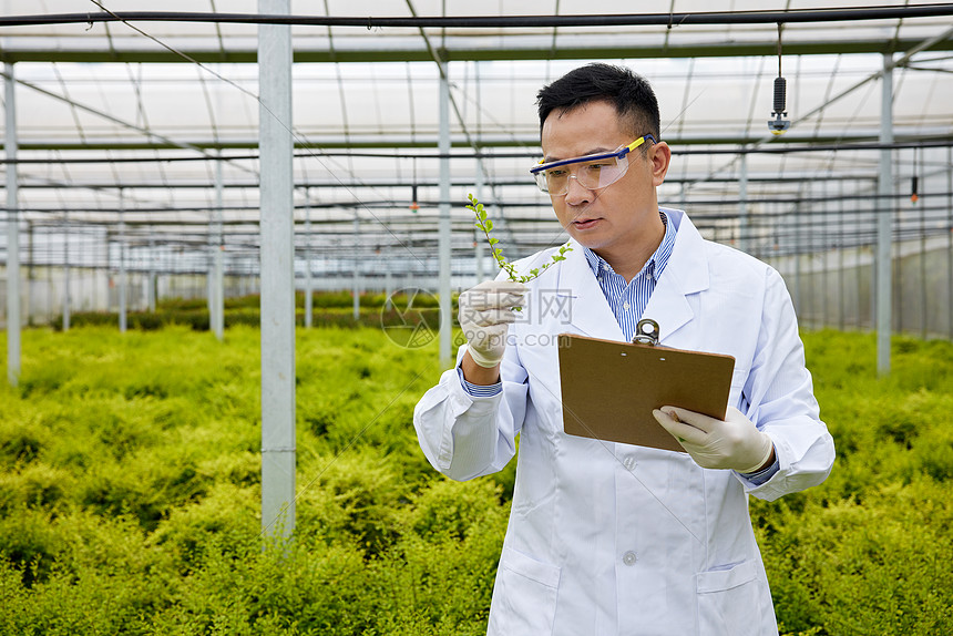 观察植物特点的科研员图片