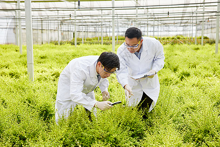 查看植物细节特征的科研员图片