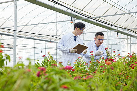 对花朵进行研究的实验人员图片