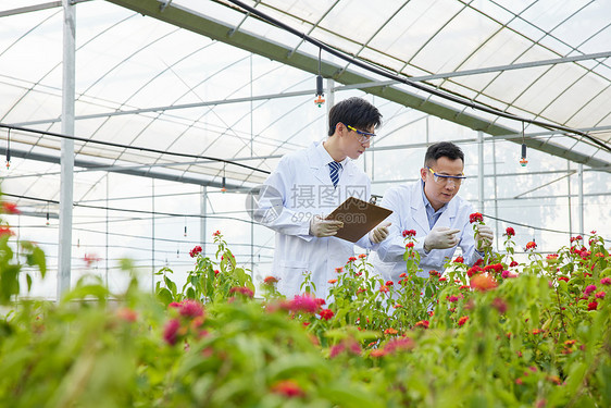 对花朵进行研究的实验人员图片