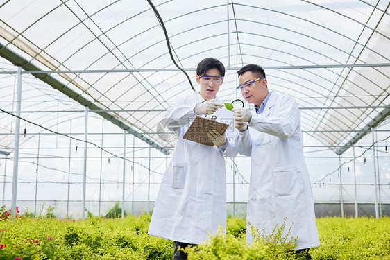 科研人员观察记录植物叶片图片