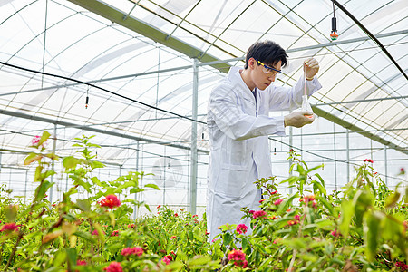 种植园里培育花朵的科研人员图片