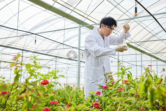 种植园里培育花朵的科研人员图片