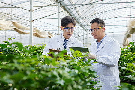 科研人员讨论植物生长情况图片