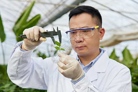 正在测量植物长度的科研人员图片