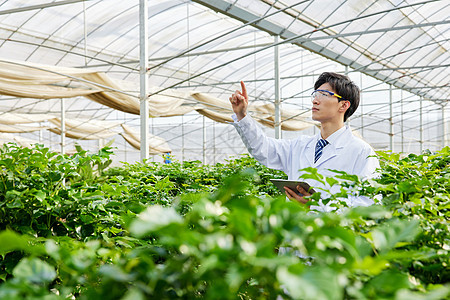 种植园中观察情况的农业研究人员图片