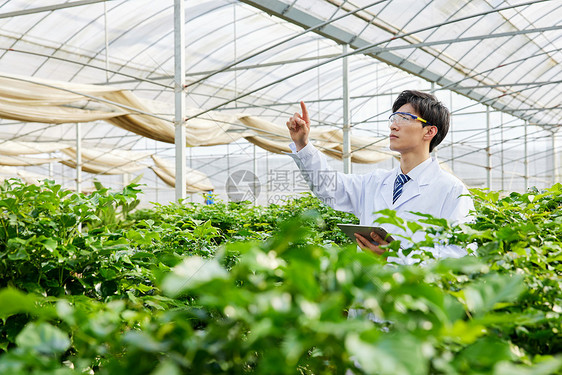 种植园中观察情况的农业研究人员图片