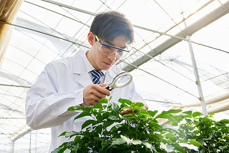 科研人员用放大镜观察植物图片