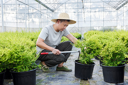 种植园里农民修剪盆栽图片