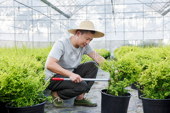 种植园里农民修剪盆栽图片