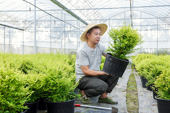 种植园里农民为盆栽塑性修剪图片