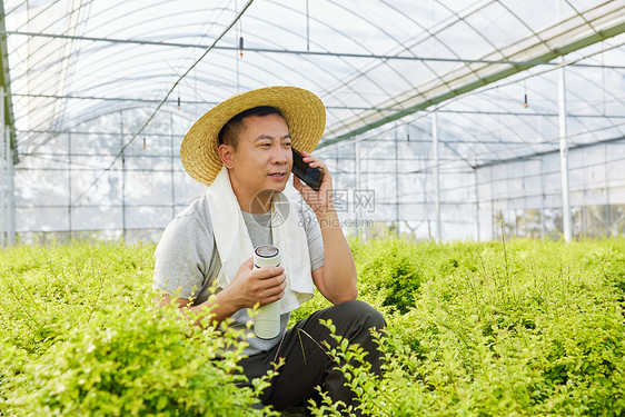 种植园里接听电话的农民图片