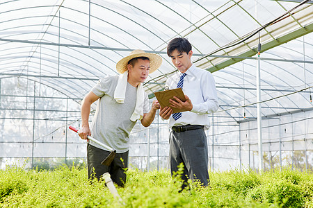 商人收购盆栽植物图片