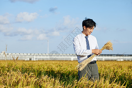 低头看手中小麦的科研人员图片