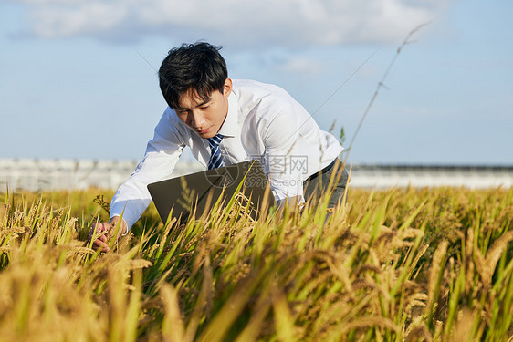 记录农作物长势的农业科研人员图片