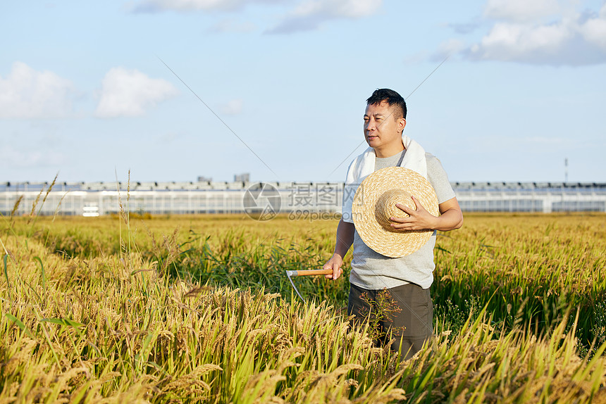 阳光下劳作的农民图片