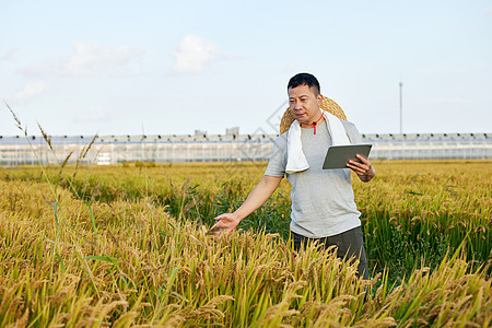 农民用平板电脑记录农作物生长情况图片