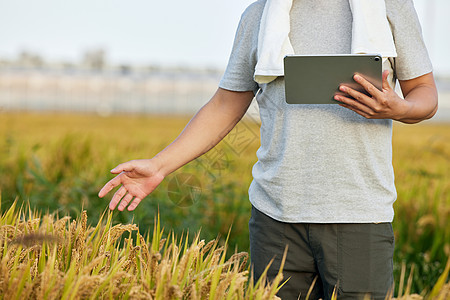 农民用平板电脑记录农作物生长情况图片