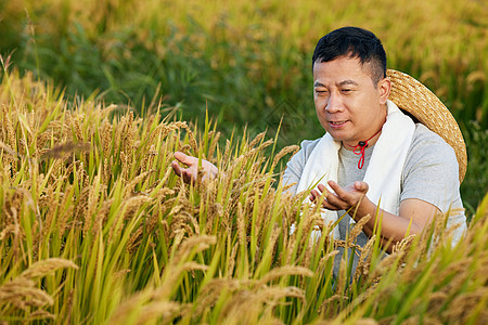 查看稻子情况的农民丰收高清图片素材