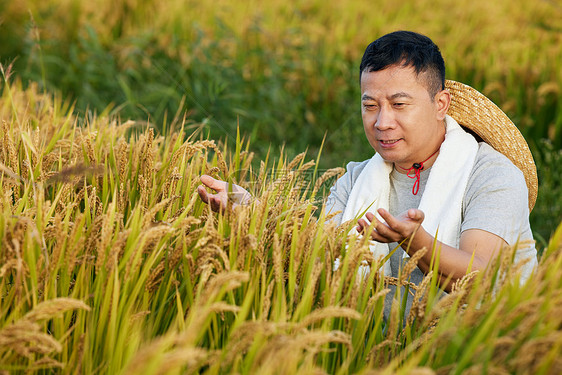 查看稻子情况的农民图片