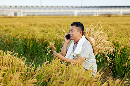 稻田里打电话的农民秋天高清图片素材