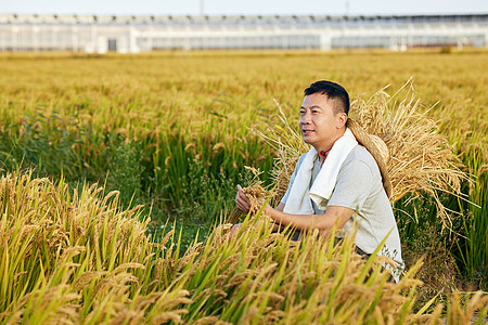蹲在稻田里查看稻子情况的农民劳作高清图片素材